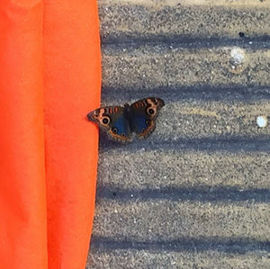 Meet your Posher, Suely